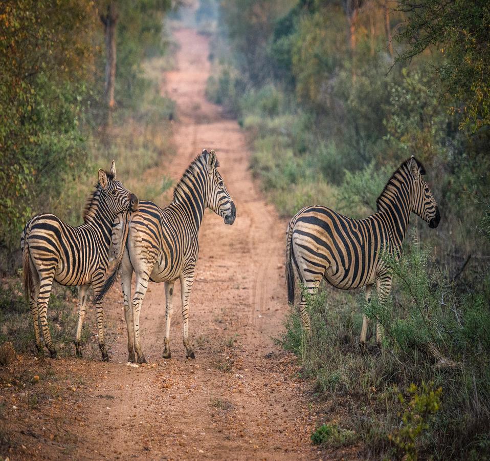 Garonga Safari Villa Makalali Game Reserve Eksteriør bilde
