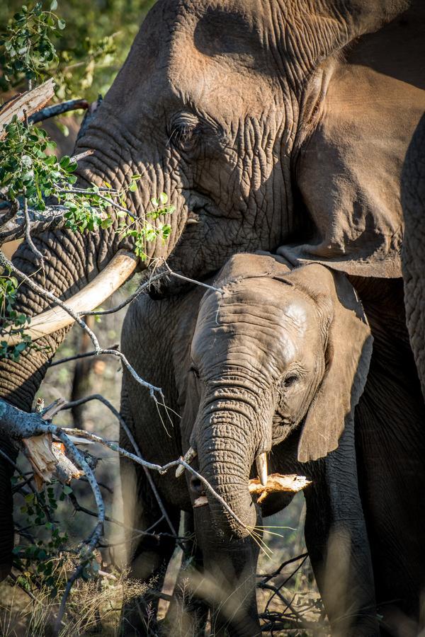 Garonga Safari Villa Makalali Game Reserve Eksteriør bilde