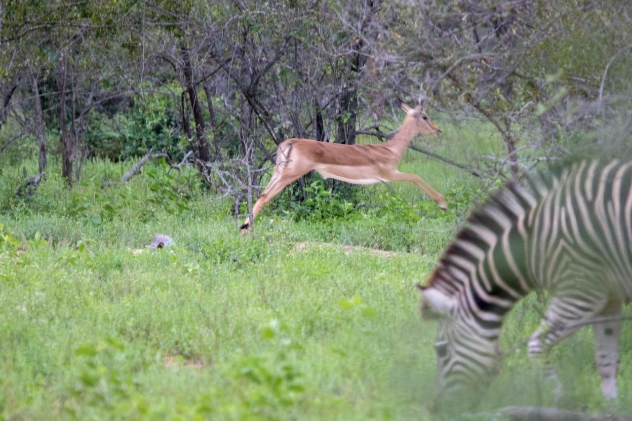 Garonga Safari Villa Makalali Game Reserve Eksteriør bilde