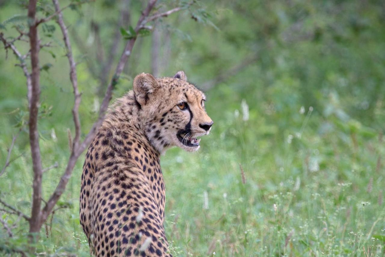 Garonga Safari Villa Makalali Game Reserve Eksteriør bilde