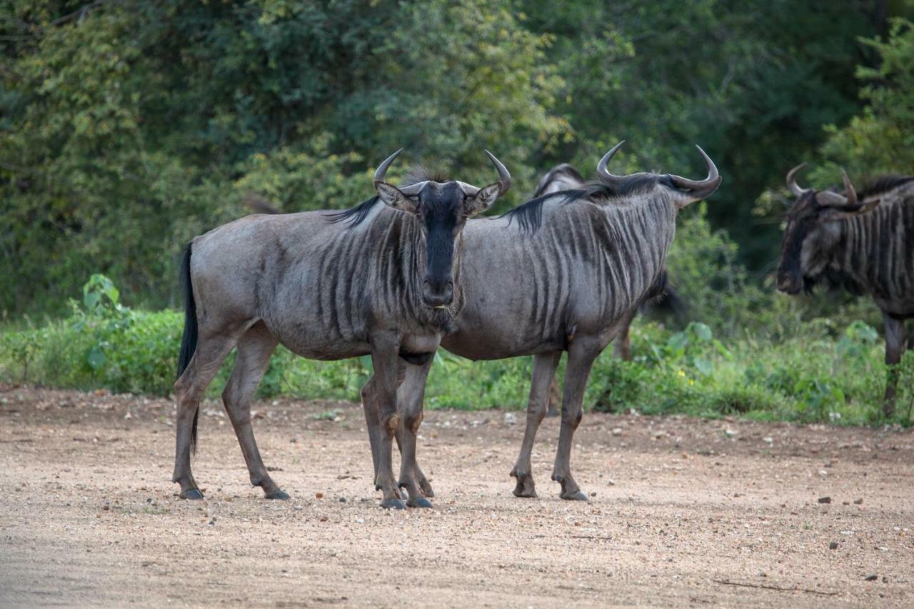 Garonga Safari Villa Makalali Game Reserve Eksteriør bilde