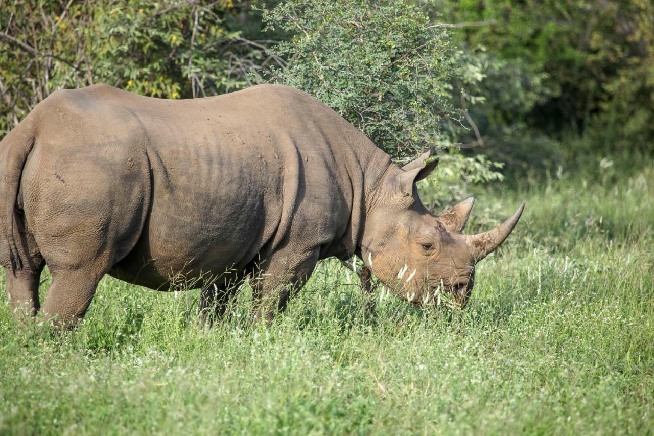 Garonga Safari Villa Makalali Game Reserve Eksteriør bilde