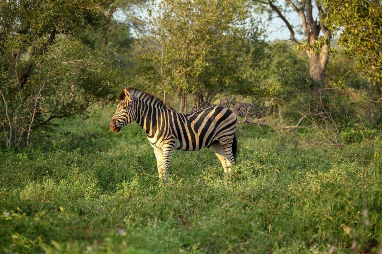 Garonga Safari Villa Makalali Game Reserve Eksteriør bilde
